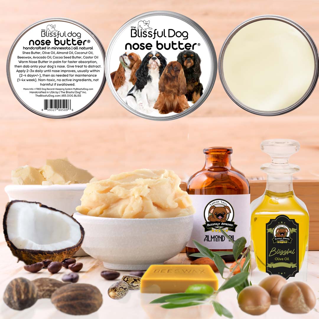English Toy Spaniel Nose is dry